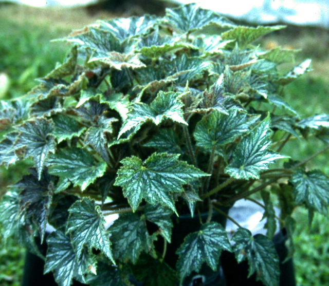 B. ‘Eureka Bonanza’